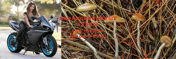крисы Липки